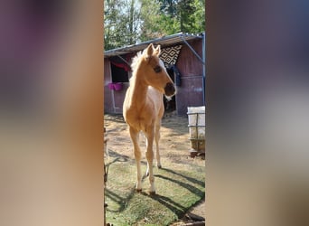 Paint Horse, Klacz, , 152 cm, Izabelowata