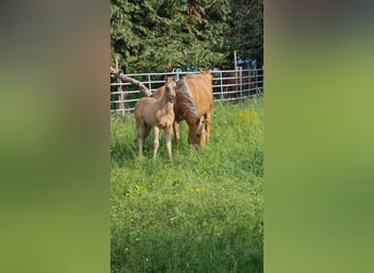 Paint Horse, Klacz, , 152 cm, Izabelowata