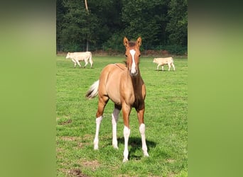 Paint Horse, Klacz, Źrebak (05/2025), 153 cm, Bułana