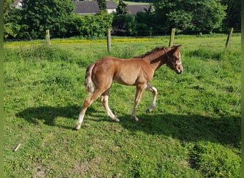 Paint Horse Mix, Klacz, Źrebak (05/2023), 153 cm, Gniada