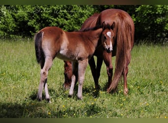 Paint Horse, Klacz, , 155 cm, Ciemnogniada