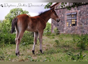 Paint Horse, Klacz, , 155 cm, Ciemnogniada