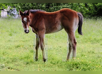 Paint Horse, Klacz, , 155 cm, Ciemnogniada