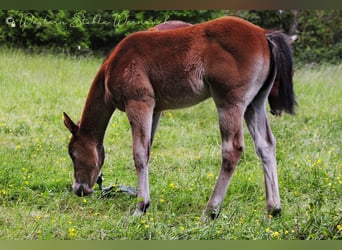 Paint Horse, Klacz, , 155 cm, Ciemnogniada