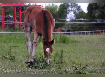 Paint Horse, Klacz, , 155 cm, Ciemnogniada