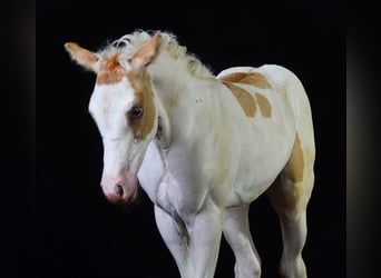 Paint Horse, Klacz, Źrebak (07/2023), 155 cm, Szampańska