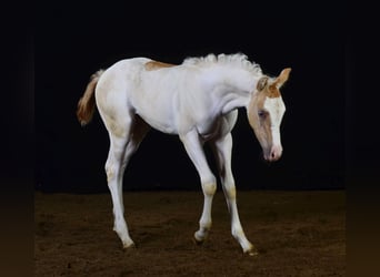 Paint Horse, Klacz, Źrebak (07/2023), 155 cm, Szampańska
