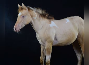 Paint Horse, Klacz, Źrebak (03/2023), 155 cm, Szampańska