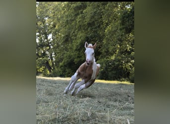 Paint Horse, Klacz, , 155 cm, Tovero wszelkich maści