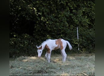 Paint Horse, Klacz, , 155 cm, Tovero wszelkich maści