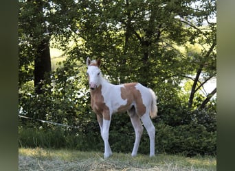 Paint Horse, Klacz, , 155 cm, Tovero wszelkich maści