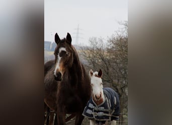 Paint Horse, Klacz, , 155 cm, Tovero wszelkich maści