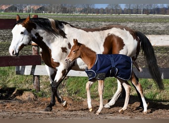 Paint Horse, Klacz, Źrebak (03/2023), 158 cm, Ciemnokasztanowata
