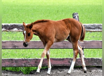 Paint Horse, Klacz, Źrebak (03/2023), 158 cm, Ciemnokasztanowata