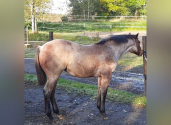 Paint Horse, Klacz, Źrebak (03/2023), 158 cm, Gniadodereszowata