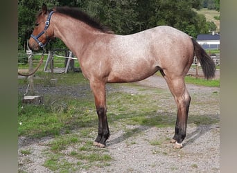 Paint Horse, Klacz, Źrebak (03/2023), 158 cm, Gniadodereszowata