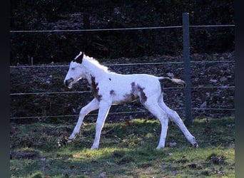 Paint Horse, Klacz, , 158 cm, Tovero wszelkich maści