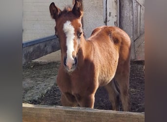 Paint Horse Mix, Klacz, Źrebak (03/2024), 160 cm, Siwa