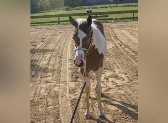 Paint Horse, Klacz, Źrebak (01/2024), 161 cm, Tobiano wszelkich maści