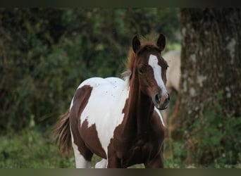 Paint Horse, Klacz, Źrebak (08/2023), Izabelowata