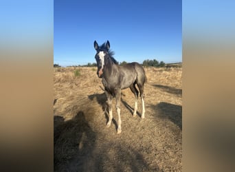 Paint Horse, Klacz, Źrebak (06/2025), Kara