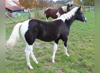 Paint Horse, Klacz, Źrebak (04/2025), Srokata