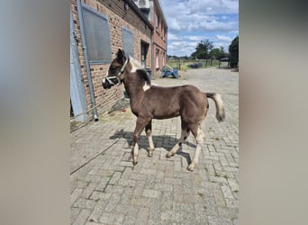 Paint Horse, Klacz, Źrebak (04/2024), Tobiano wszelkich maści