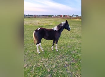 Paint Horse, Klacz, Źrebak (04/2024), Tobiano wszelkich maści