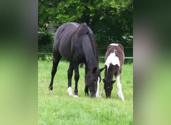 Paint Horse, Mare, 10 years, 14.2 hh, Black