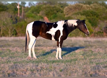 Paint Horse, Mare, 10 years, 14.3 hh, Bay