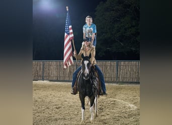 Paint Horse, Mare, 10 years, 14.3 hh, Bay