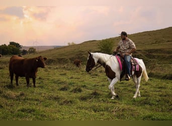 Paint Horse, Mare, 10 years, 14,3 hh, Pinto