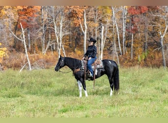 Paint Horse, Mare, 10 years, 15.1 hh
