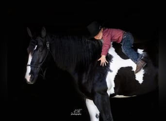 Paint Horse, Mare, 10 years, 15.1 hh