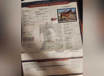 Paint Horse, Mare, 10 years, 15.2 hh, Bay