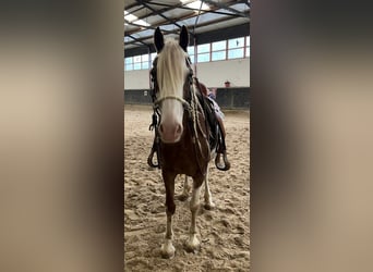 Paint Horse Mix, Mare, 10 years, 15.2 hh, Pinto