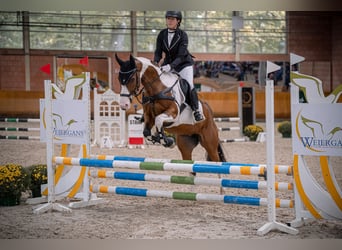 Paint Horse, Mare, 10 years, 15,2 hh, Tobiano-all-colors