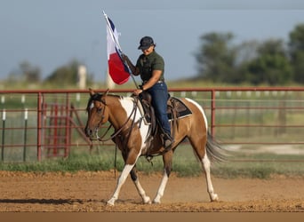 Paint Horse, Mare, 10 years, 15 hh, Dun