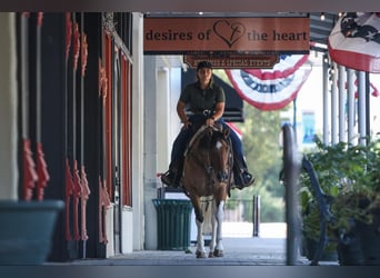 Paint Horse, Mare, 10 years, 15 hh, Dun