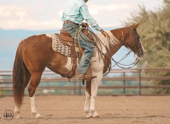 Paint Horse, Mare, 10 years, 15 hh, Sorrel