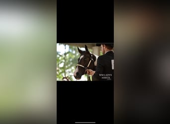 Paint Horse, Mare, 10 years, 15,1 hh, Smoky-Black