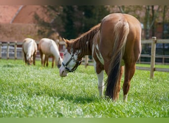 Paint Horse, Mare, 11 years, 14.1 hh, Overo-all-colors