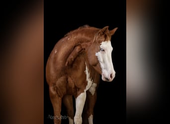 Paint Horse, Mare, 11 years, 14.1 hh, Overo-all-colors