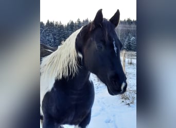 Paint Horse, Mare, 11 years, 14,2 hh, Tobiano-all-colors