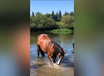 Paint Horse, Mare, 11 years, 14,3 hh, Brown