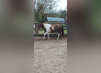 Paint Horse Mix, Mare, 11 years, 15.1 hh, Tobiano-all-colors