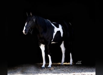 Paint Horse, Mare, 11 years, 15.1 hh