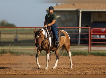 Paint Horse, Mare, 11 years, 15 hh, Dun