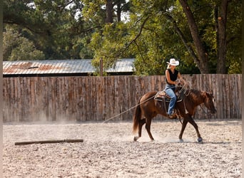Paint Horse, Mare, 11 years, 15 hh, Sorrel