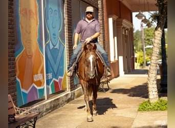 Paint Horse, Mare, 11 years, 15 hh, Sorrel